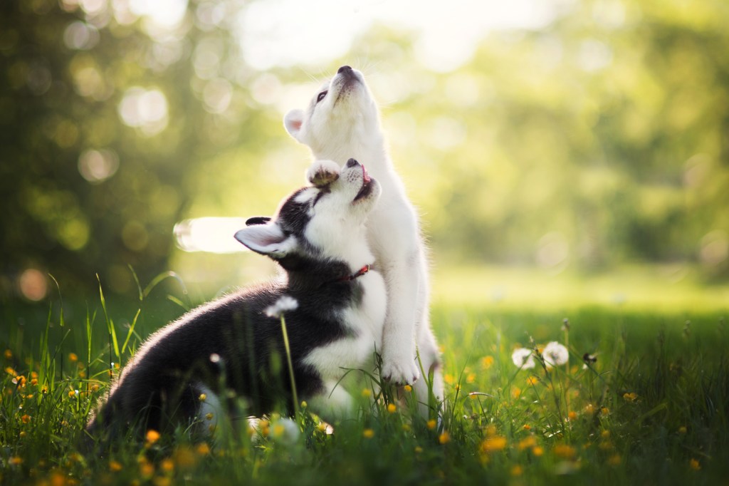 Siberian Husky puppies