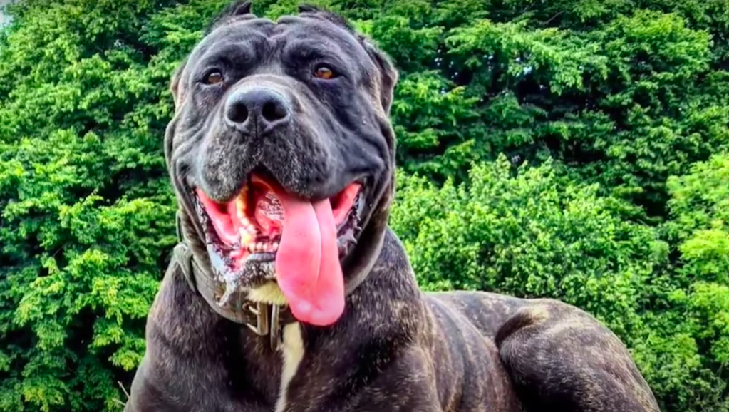 American Bandogge or Bandog smiling