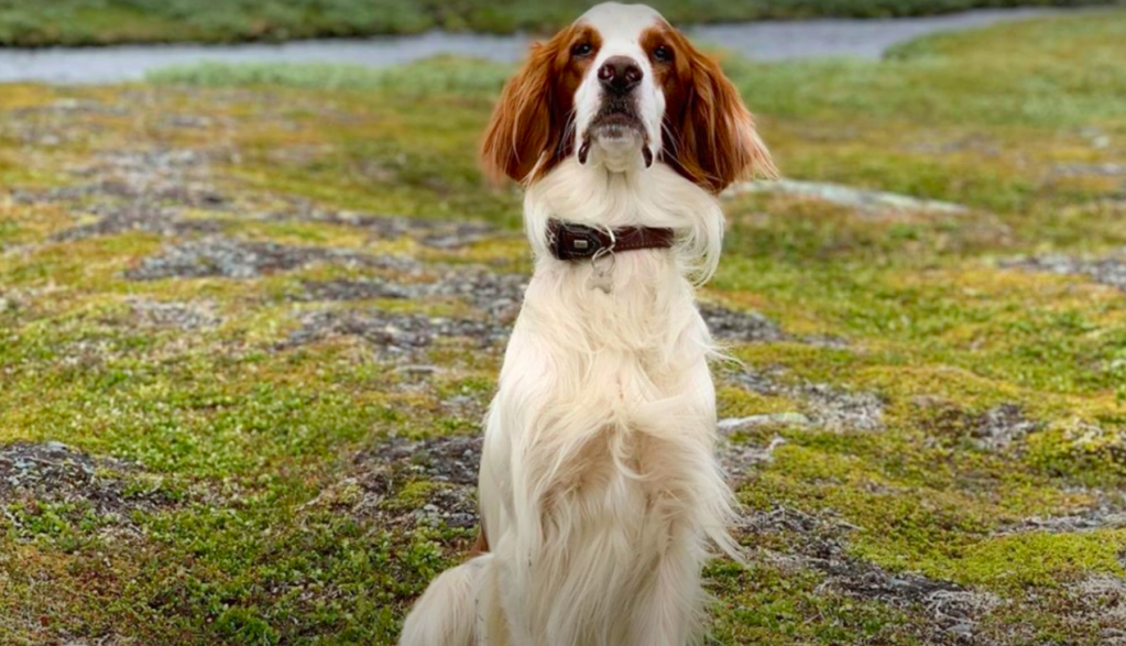 Irish Red and White Setter sitting