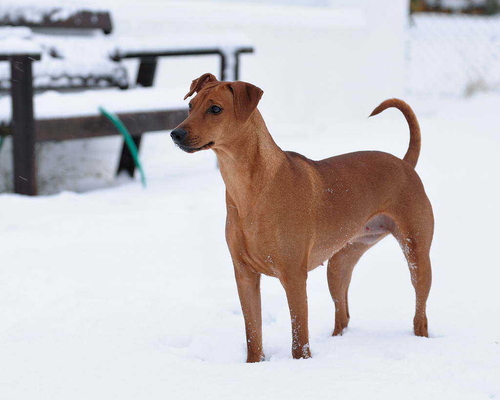 Tan German Pinscher standing in the snow.