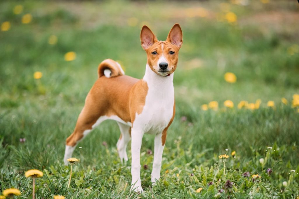 Basenji Kongo Terrier Dog