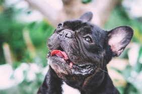 French Bulldog panting on hot summer day