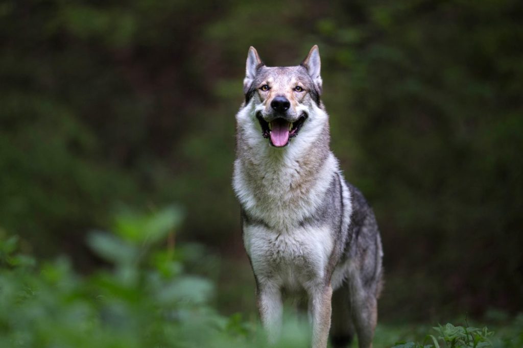 Czechoslovakian Wolf Dog standing proudly