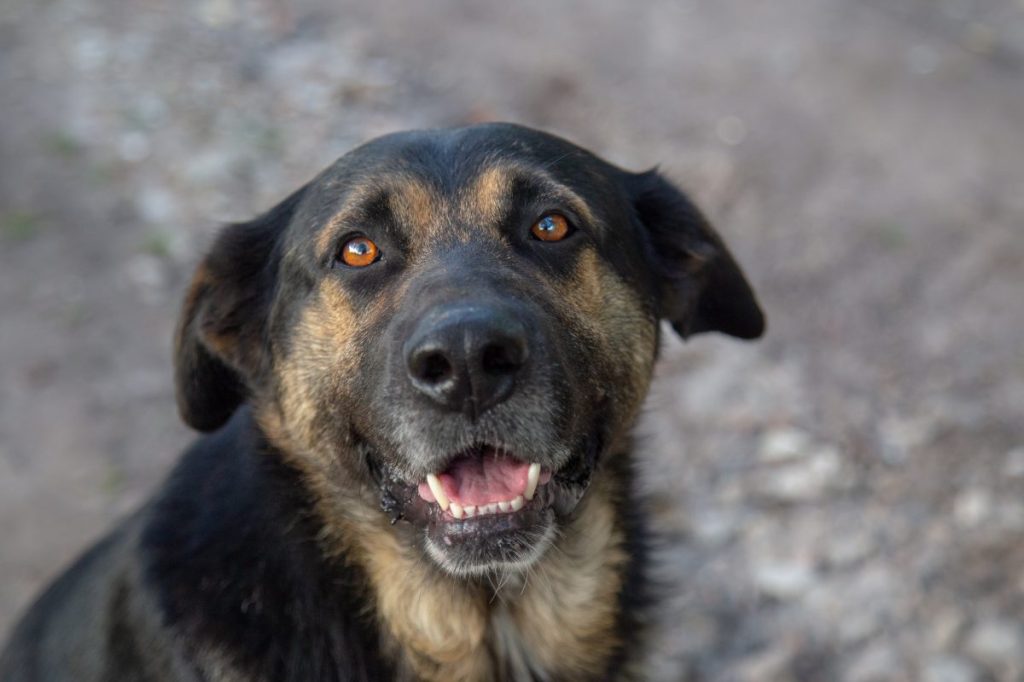 short coat estrela mountain dog