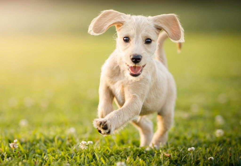 playful puppy running through grass