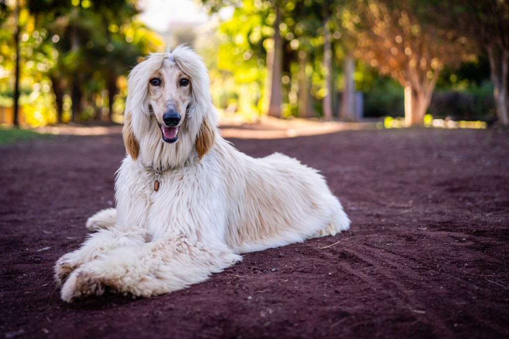 An Afghan Hound on the ground