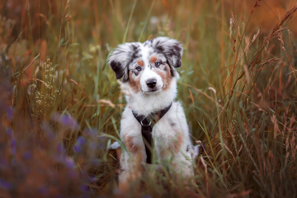 Australian Shepherd puppy