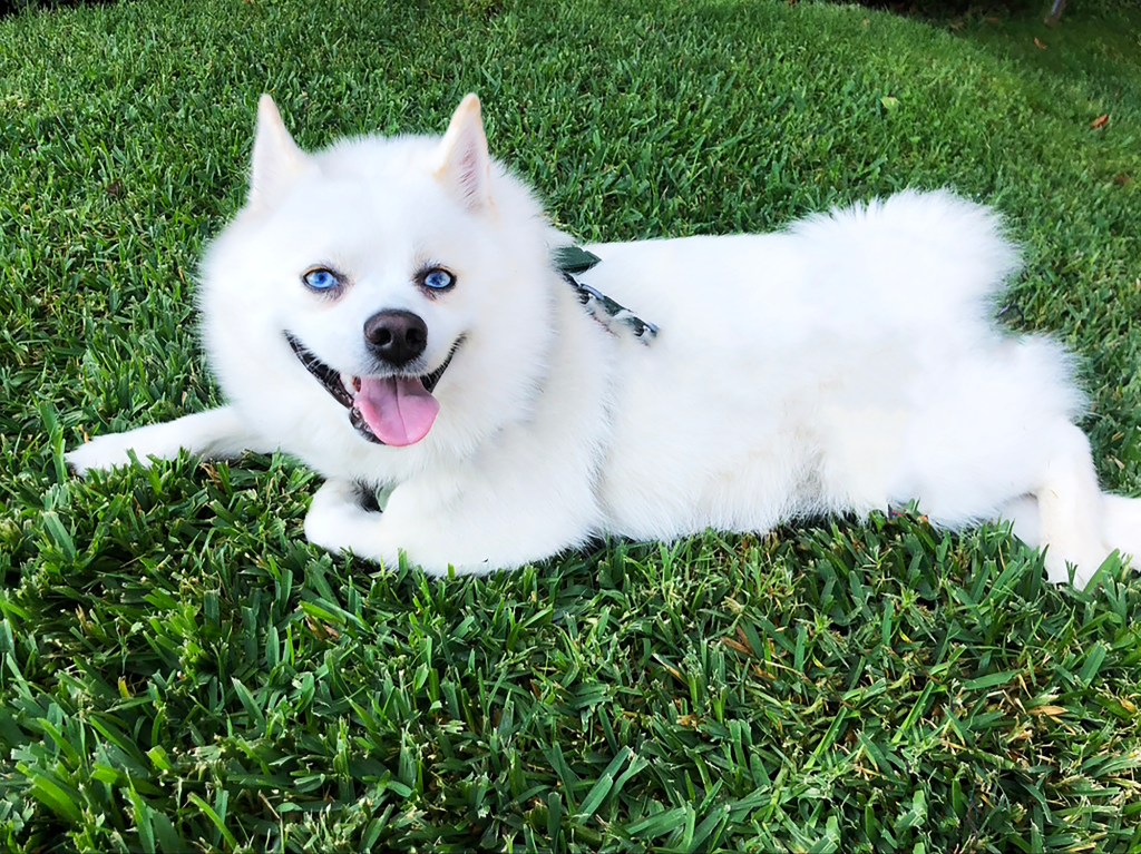 White Pomsky