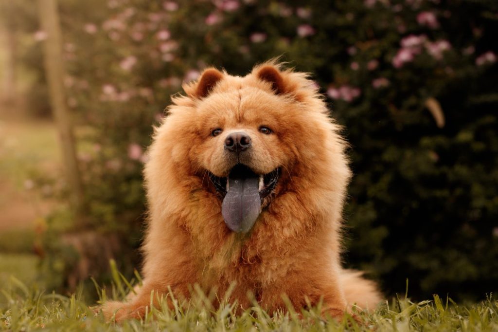 orange colored Chow-chow Portrait