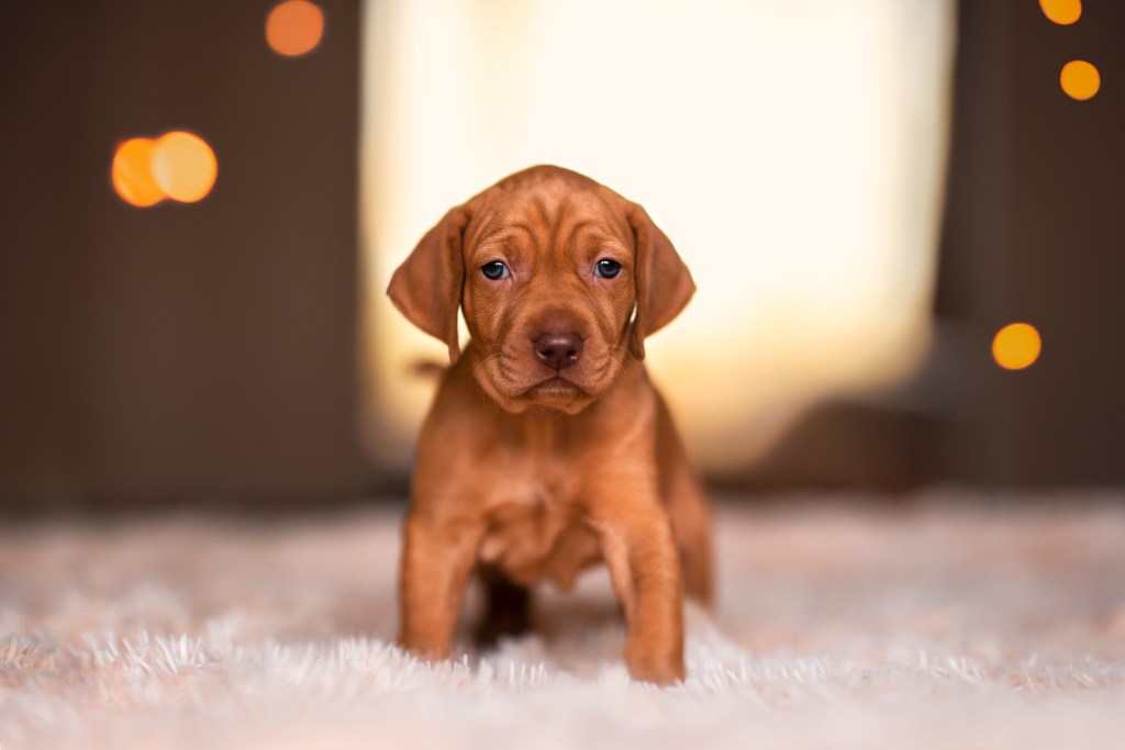 Vizsla puppy sitting on a white furry rug.