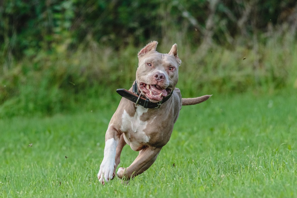 American Pit Bull Terrier running in the field