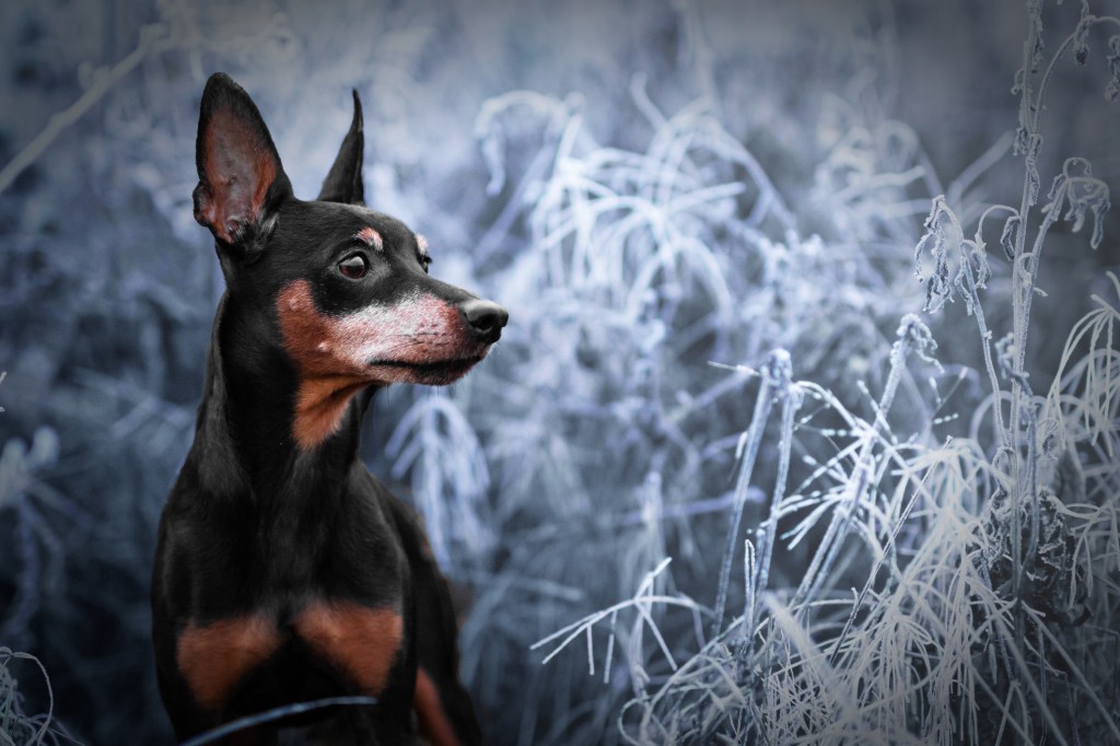 Miniature Pinscher is a snowy field