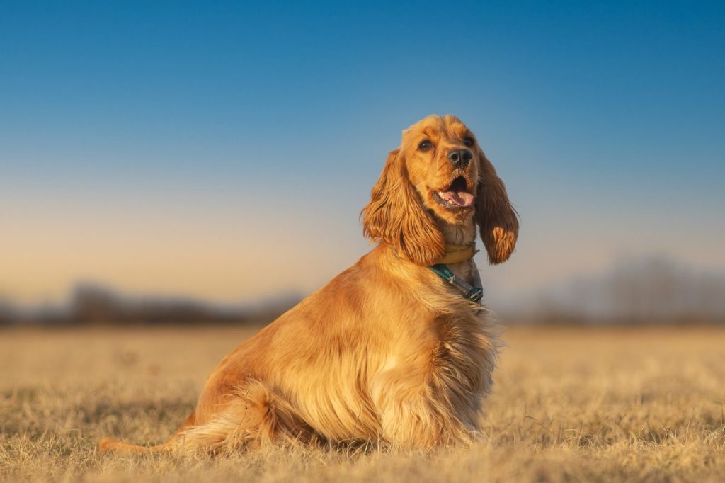 cocker spaniel sitting on a field