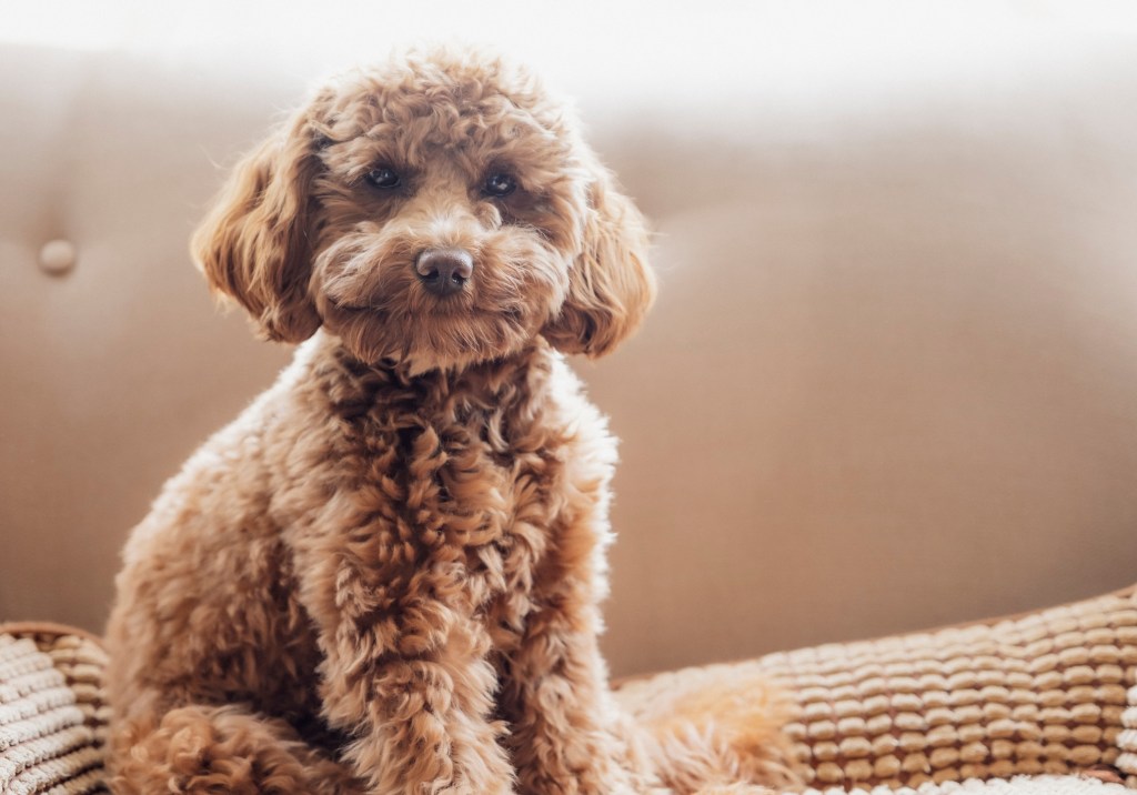 Cavapoo on couch