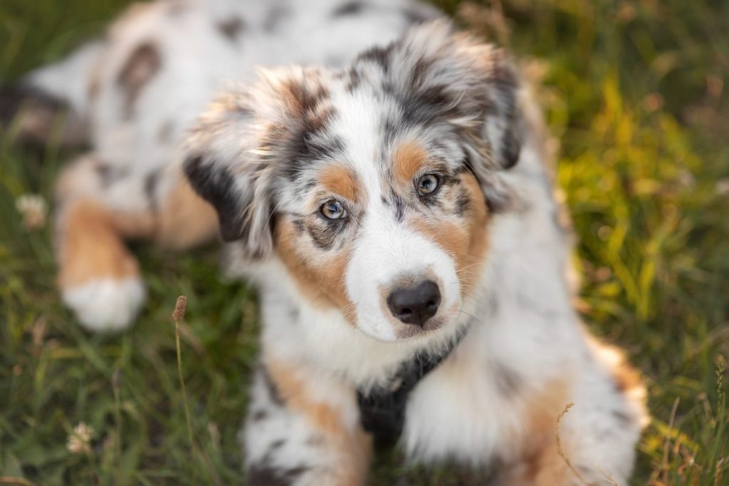 Australian shepherd puppy lying in grass