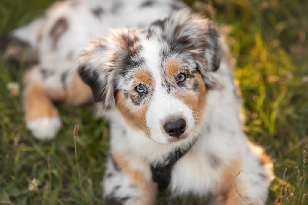 Australian Shepherd puppy