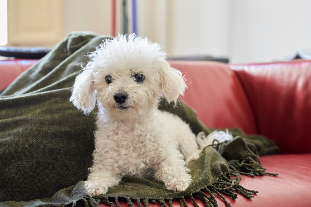 Bichon Frise puppy