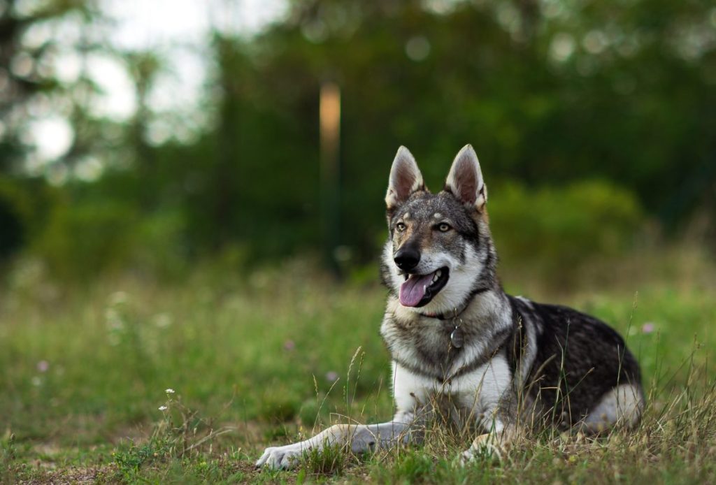 Young Czechoslovakian Vlcak wolfdog