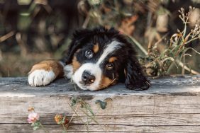 Bernese Mountain Dog puppy outside