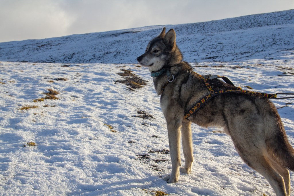 A shot of the beautiful gray and furry Tamaskan wolf dog standing in the snow