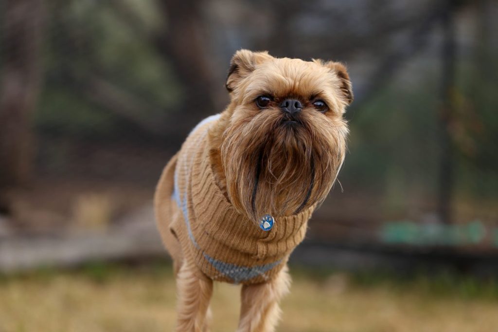 brussels griffon in a sweater