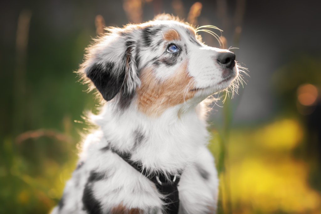 Australian Shepherd puppy looking up