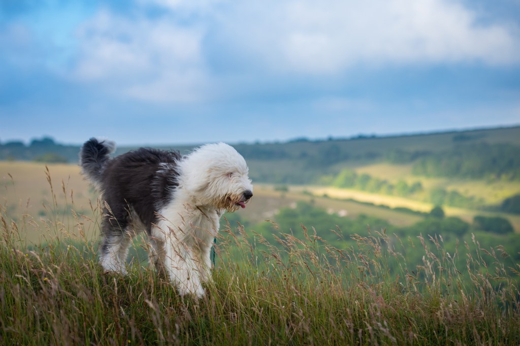 English Sheepdog walking on hillside