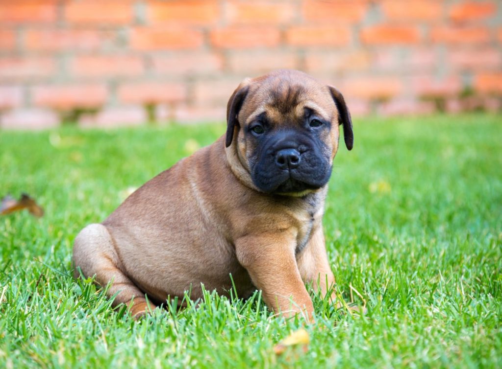 bullmastiff puppy sitting on grass