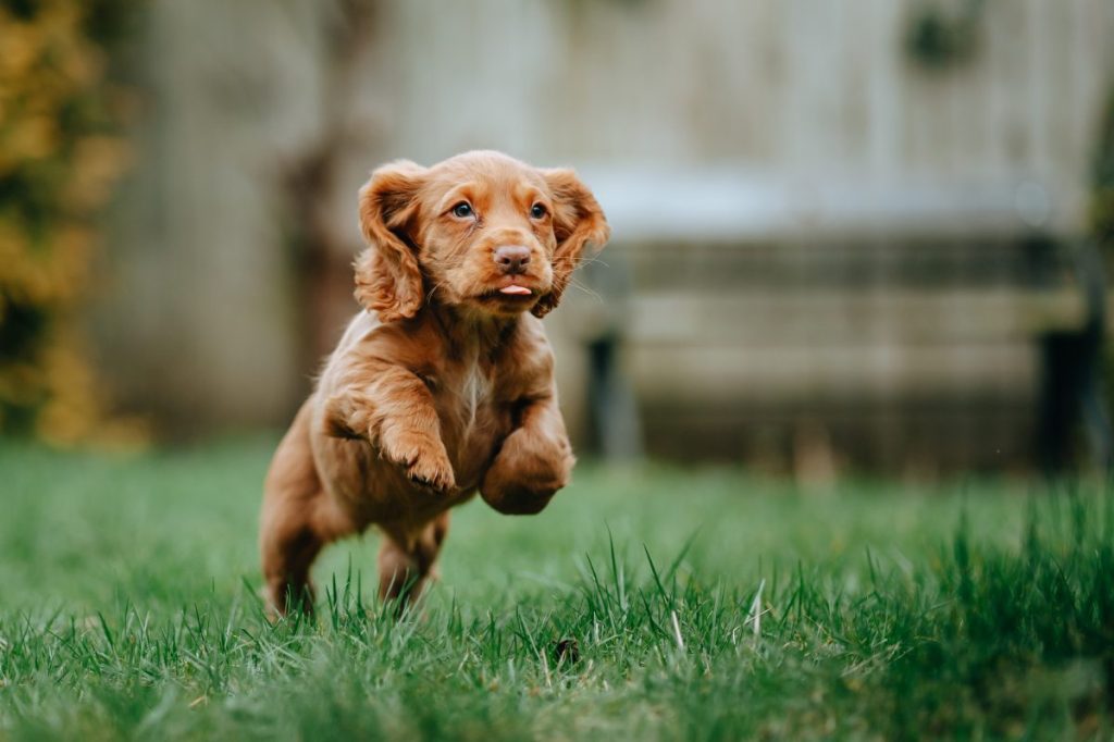 American Cocker Spaniel Puppy Playing