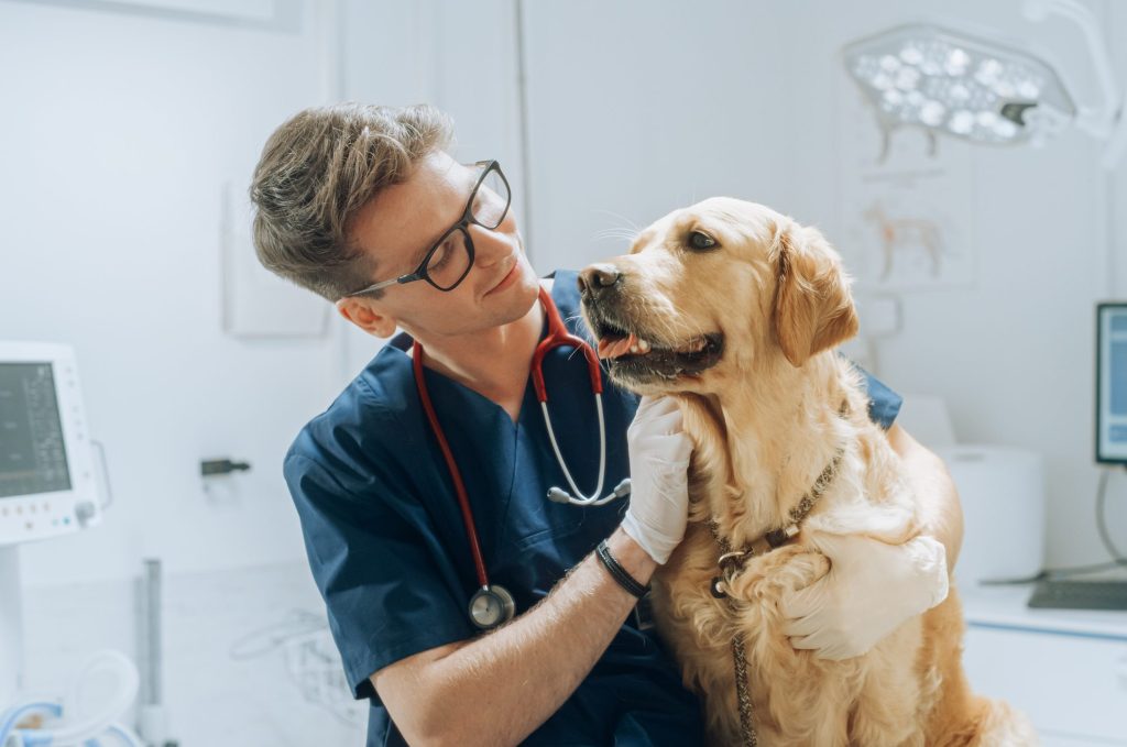 veterinarian preparing Golden Retriever for neutering surgery