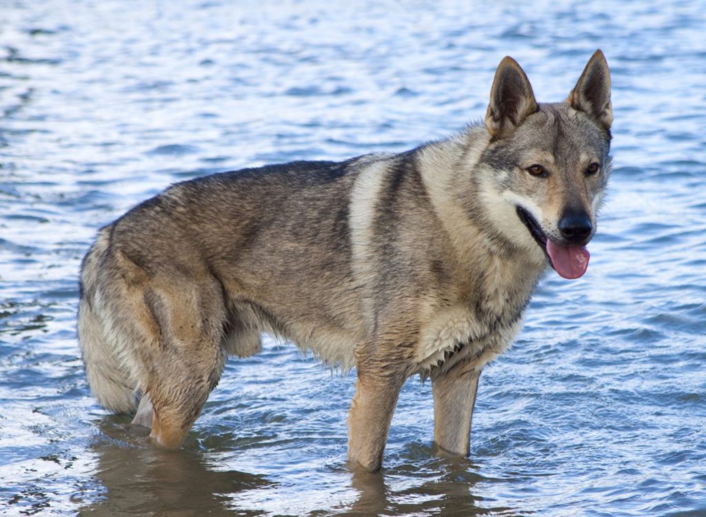 Czechoslovakian Vlcak Wolf Dog standing in water