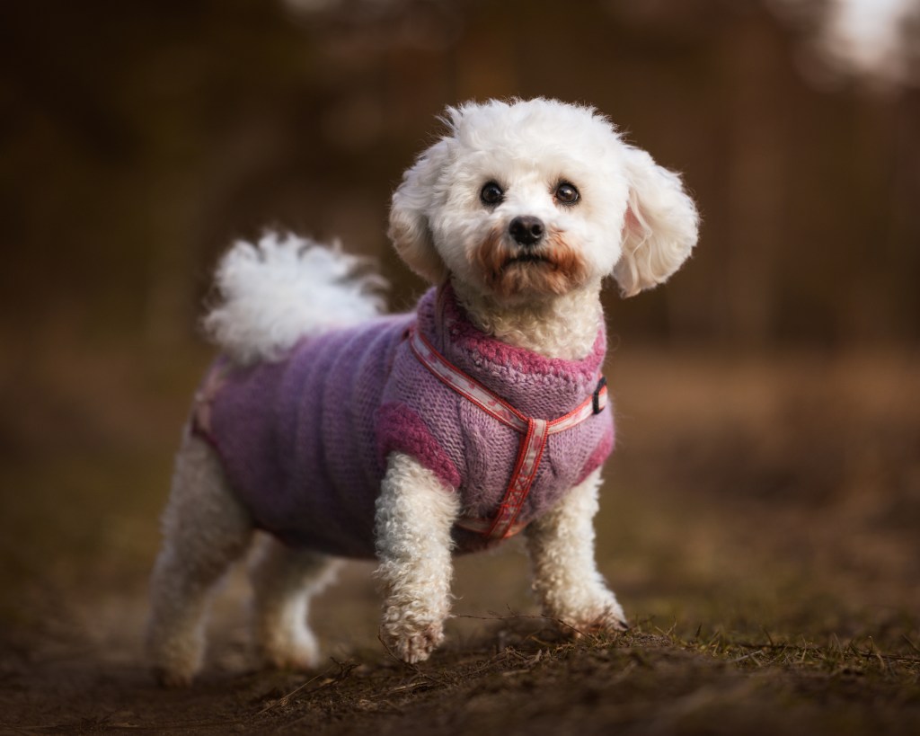 Bichon Frise in a sweater