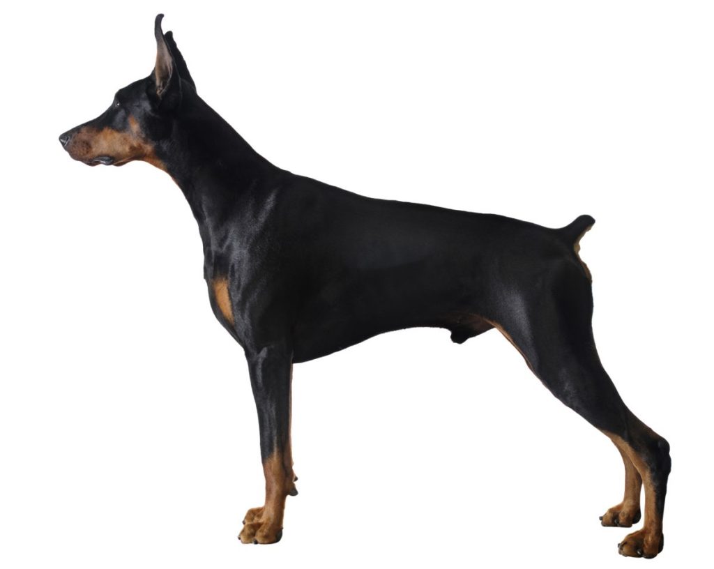 Sleek Powerful Black Male Doberman Pinscher Standing Stacked, White Background.