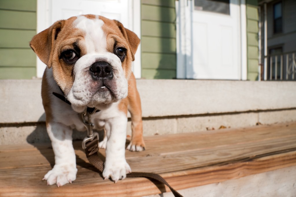 English Bulldog puppy on leash