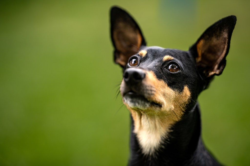 Miniature Pinscher looking