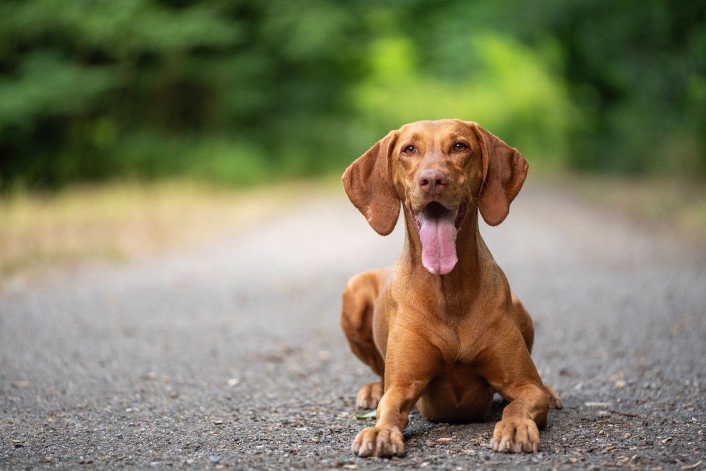 Portrait of vizsla sitting on countryside road