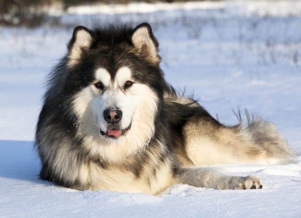 Alaskan Malamute in the snow