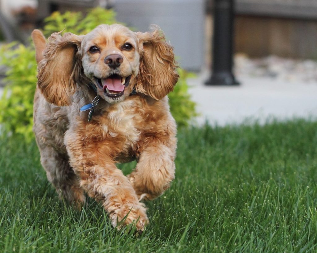 American Cocker Spaniel Running Outdoors