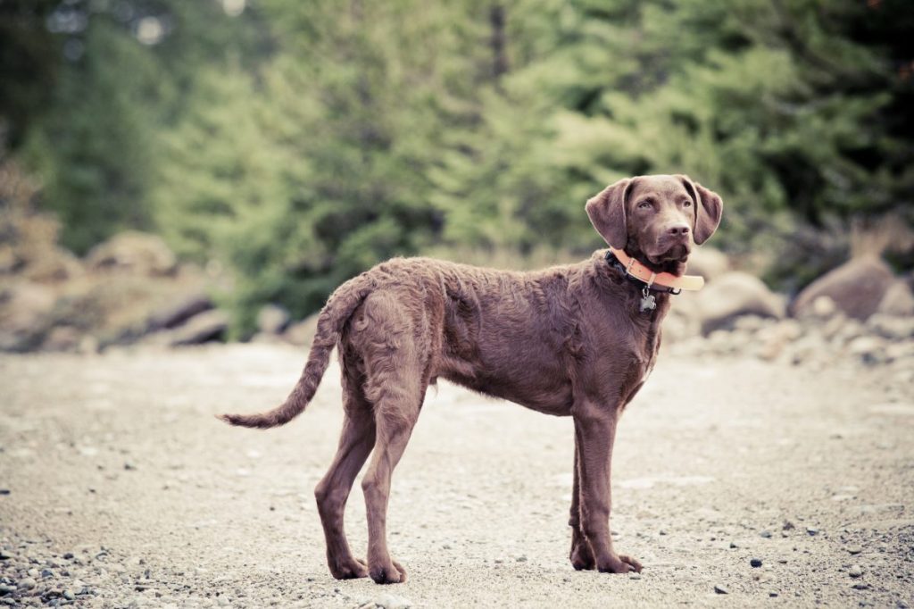 Chesapeake bay retriever on the shore