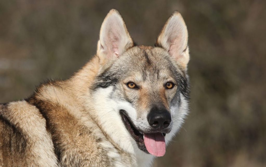 Czechoslovakian Vlcak wolfdog