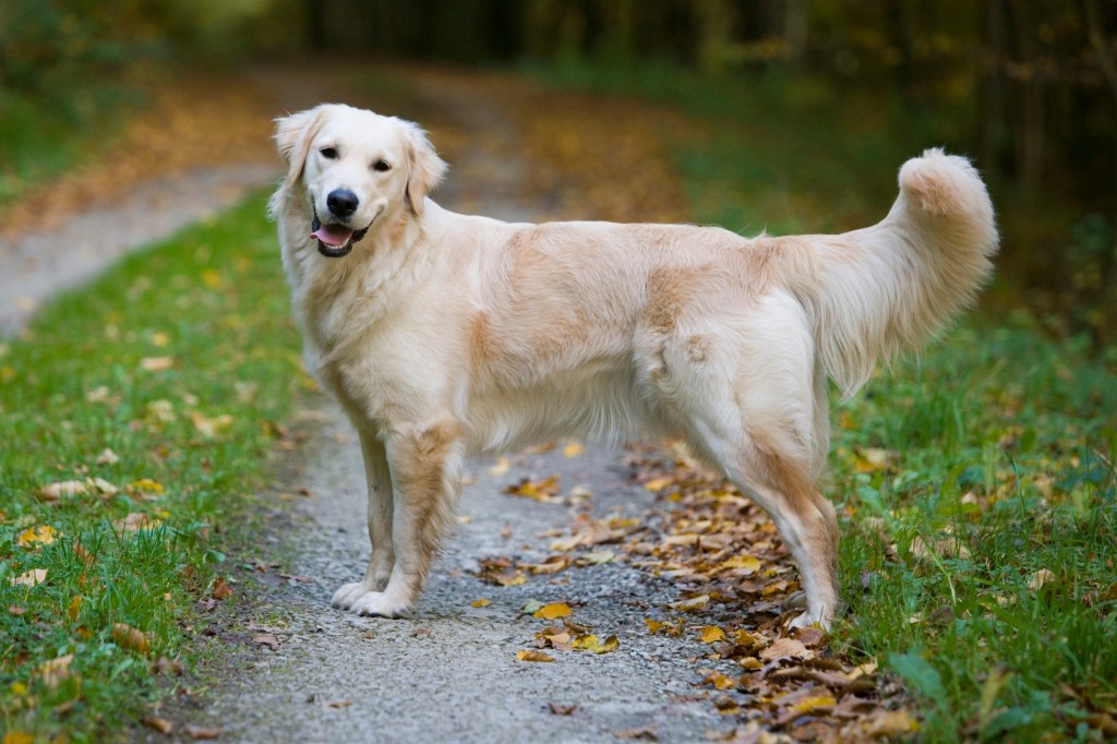 Golden Retriever smiling on walking path