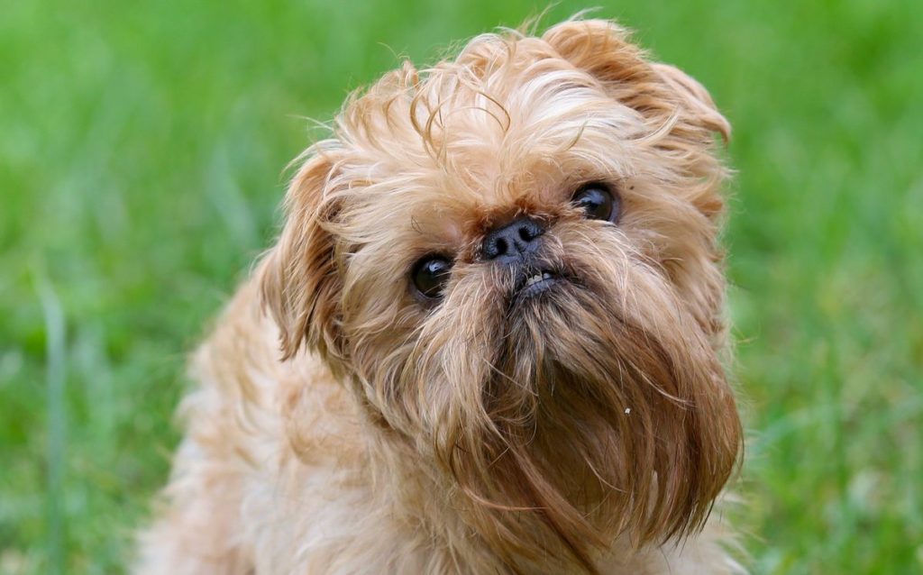 brussels griffon in grass