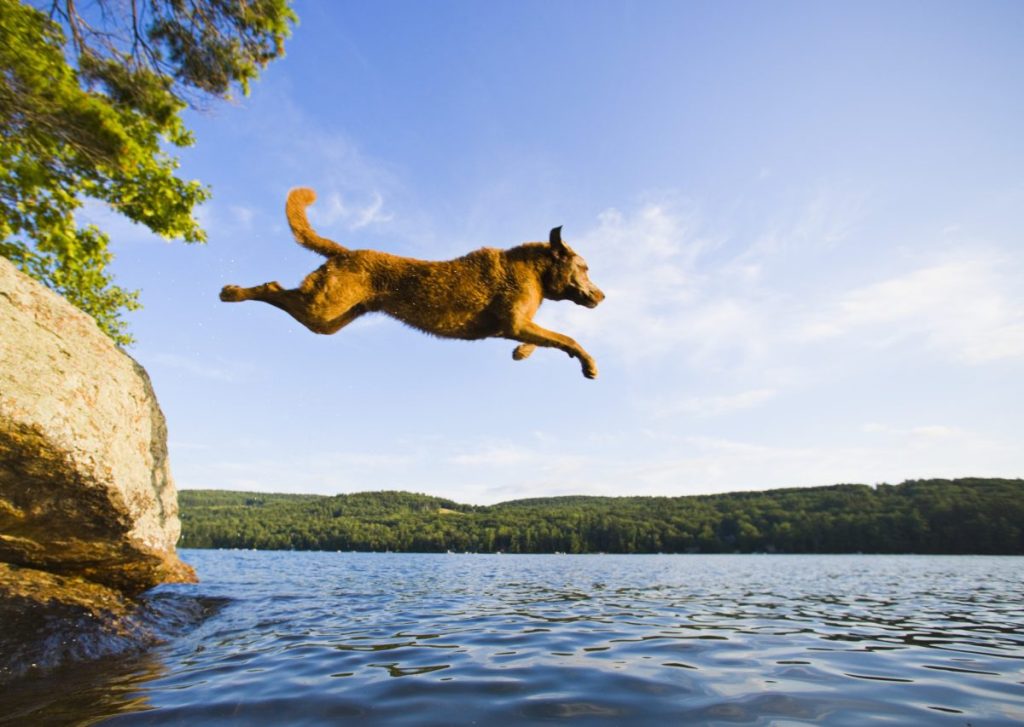 chesapeake bay retriever jumping into lake