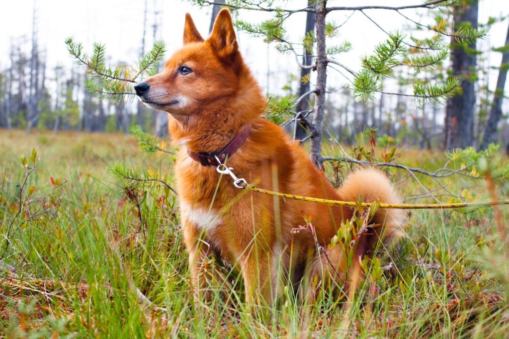 Finnish Spitz on the swamp