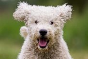 Young Australian Labradoodle playing in nature