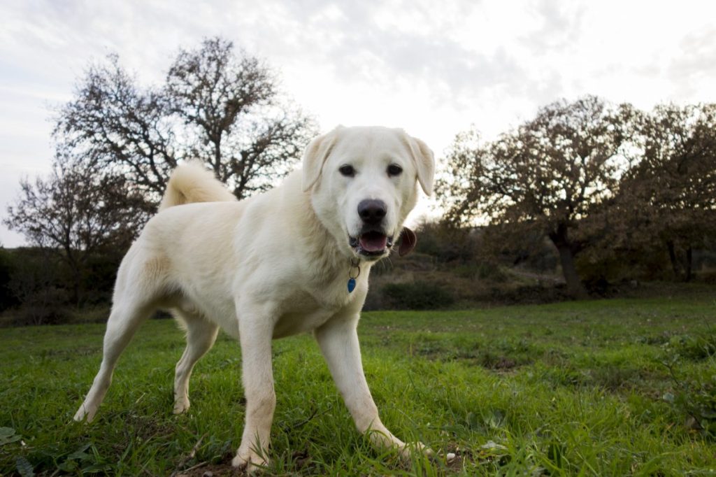 akbash standing in the grass