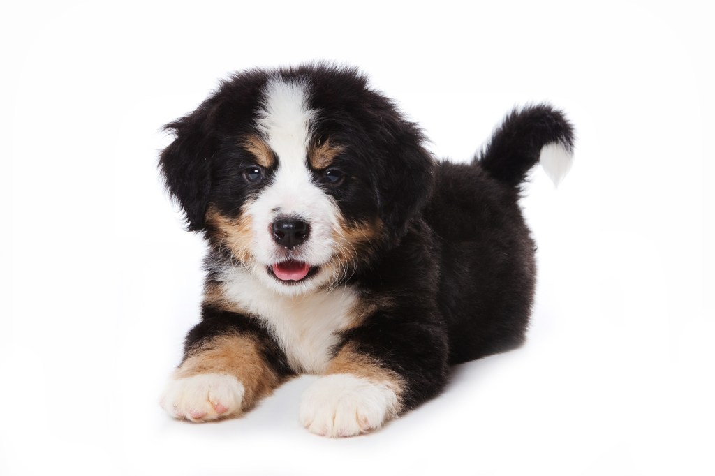 Bernese Mountain Dog puppy isolated on white background