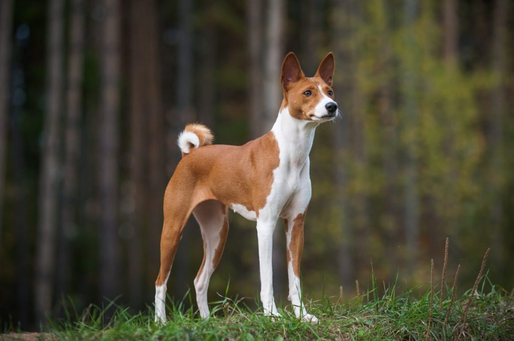 basenji dog posing