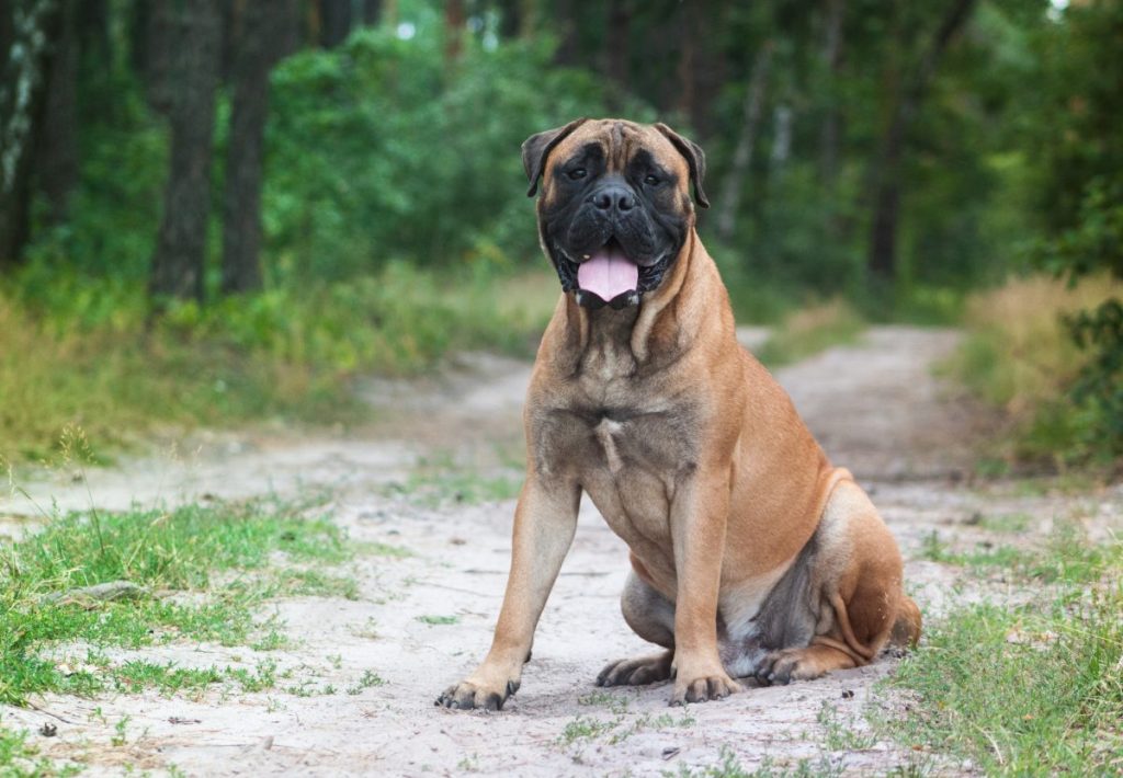 bullmastiff sitting in pathway