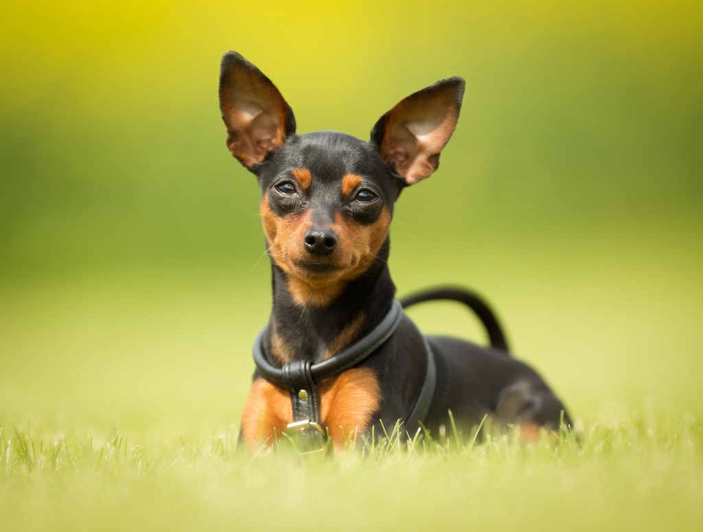 Purebred dog outdoors in the nature on grass meadow on a summer day.